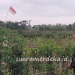 Banyuwangi Heboh, Bendera Merah Putih Bertuliskan P Joko Berkibar