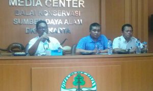 Ditjen KSDAE, KLHK Bersama JAAN Translokasi 11 Ekor Buaya Muara