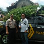 Satres Narkoba Polres Lahat Temukan Ladang Ganja 1 Hektar