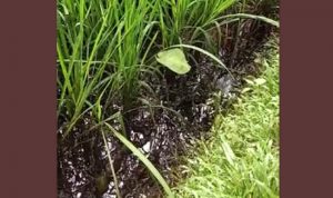 Sawah Warga Digenangi Minyak Mentah Diduga Dari Pipa Pertamina