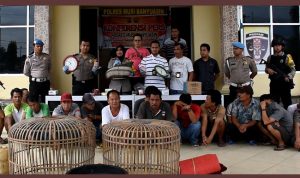 Diduga 2 Oknum Anggota Polres Musi Banyuasin Ikut Judi Sabung Ayam