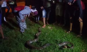 Warga Muna Digegerkan Dengan Tertangkapnya Seekor Ular Piton
