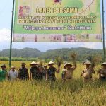 Panen Padi Perdana Dengan Pupuk Wijayakusuma Nutrisi Panen Padi Perdana Dengan Pupuk Wijayakusuma Nutrisi