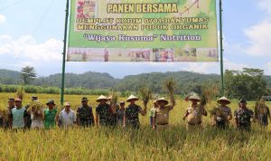 Panen Padi Perdana Dengan Pupuk Wijayakusuma Nutrisi