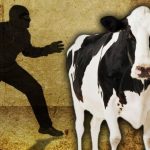 Buron 5 Bulan Kasus Pencurian Sapi Ditangkap Jarantas Polres Muna