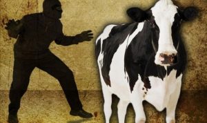 Buron 5 Bulan Kasus Pencurian Sapi Ditangkap Jarantas Polres Muna