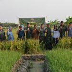 Danrem 071 Cek Lahan Demplot, Lihat Aplikasi Pupuk Wijayakusuma