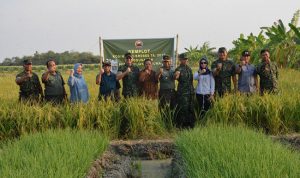 Danrem 071 Cek Lahan Demplot, Lihat Aplikasi Pupuk Wijayakusuma