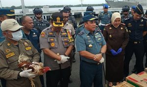 Satgas Lantamal I Belawan Tangkap Penyelundup Ayam Adu Thailand