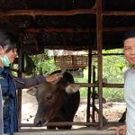 Distan Kapuas Cek Kesehatan Hewan Kurban