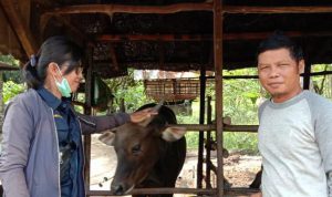 Distan Kapuas Cek Kesehatan Hewan Kurban