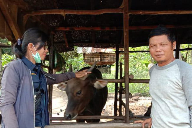 Distan Kapuas Cek Kesehatan Hewan Kurban