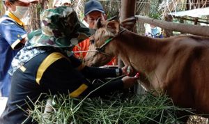 Dinas Pertanian Kapuas Cegah Penyakit Brucellosis pada Sapi