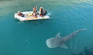 Lanal Banyuwangi Bebaskan Hiu Tutul Terjebak di PLTU Paiton