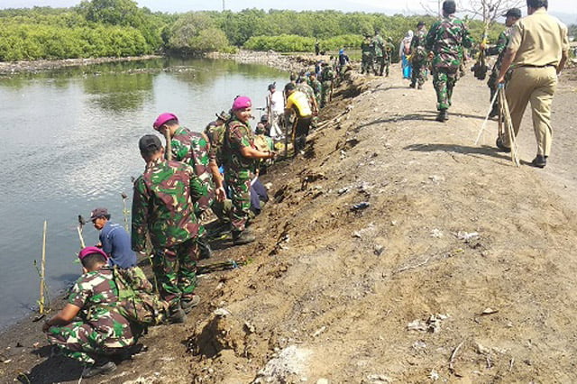 Lanal Banyuwangi Tanam Bibit Pohon Mangrove di Pulau Santen