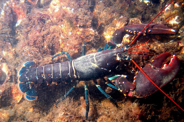 Budidaya Lobster Perspektif Teori Sink Population