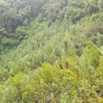 Polisi Temukan Lima Hektar Ladang Ganja di Mandailing Natal Polisi Temukan Lima Hektar Ladang Ganja di Mandailing Natal