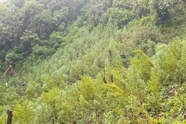 Polisi Temukan Lima Hektar Ladang Ganja di Mandailing Natal