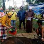 PWI Kapuas Gelar Penyembelihan Kurban Sapi Dari Bupati