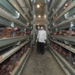 Bupati Banyuwangi Kunjungi Peternakan Ayam Modern Wijoyo Farm