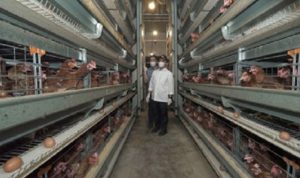 Bupati Banyuwangi Kunjungi Peternakan Ayam Modern Wijoyo Farm Bupati Banyuwangi Kunjungi Peternakan Ayam Modern Wijoyo Farm