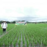 Banyuwangi Gratiskan Pupuk Organik 400 Ha Sawah Per Kecamatan