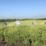Nyaris Puso, Petani Grajagan Banyuwangi Sukses Panen Nyaris Puso, Petani Grajagan Banyuwangi Sukses Panen