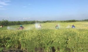 Nyaris Puso, Petani Grajagan Banyuwangi Sukses Panen Nyaris Puso, Petani Grajagan Banyuwangi Sukses Panen