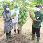 Bupati Banyuwangi: Bibit Hortikultura Yang Baik Hasilkan Buah Lokal Berkualitas
