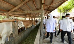 CollageMaker_20210429_224831905 SMS Pisan, Jurus Baru Banyuwangi Kerek Produktivitas Sapi