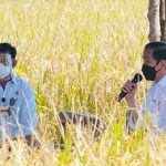 Presiden Jokowi Presiden Jokowi Tinjau Panen Padi dan Berdialog dengan Petani di Indramayu