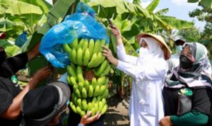CollageMaker_20210501_195130912 Banyuwangi Genjot Pengembangan Pisang Cavendish