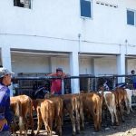 GridArt_20220510_163946254 Antisipasi Hewan Ternak PMK. Banyuwangi Gencarkan Surveilans Ke Daerah Perbatasan