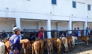 Antisipasi Hewan Ternak PMK. Banyuwangi Gencarkan Surveilans Ke Daerah Perbatasan