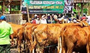 Pastikan Hewan Kurban Bebas PMK, Pemkab Banyuwangi Akan Keluarkan Sertifikat Hewan