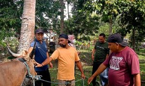 Pemeriksaan kondisi fisik dan usia sapi kurban Masjid Darussalam Kampung Wailola